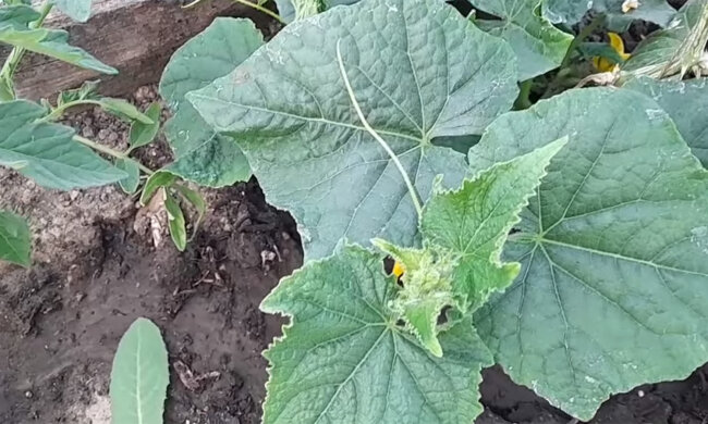 Огірки. Фото: youtube.com