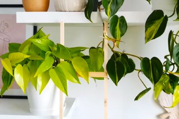 Комнатные растения. Фото: YouTube