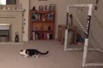 Пользователей Сети рассмешил кот-вратарь, ловко отбивающий мяч. Фото: скриншот YouTube