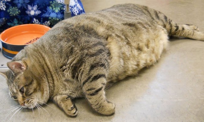 Кот, который развеселил интернет: не желая худеть, притворяется мертвым. Забавное видео