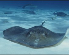 Гигантский скат попросил о помощи подводного фотографа: уникальные кадры
