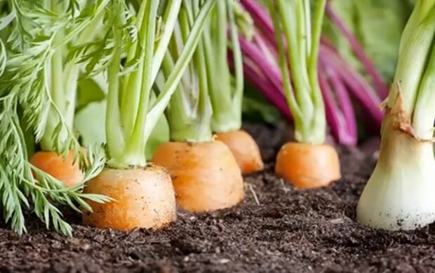 Морква як джерело вітамінів та антиоксидантів