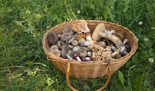 Отруйні гриби. Фото: скріншот Youtube-відео