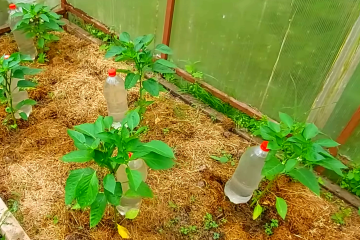 Як пристосувати пластикові пляшки на городі. Фото: YouTube