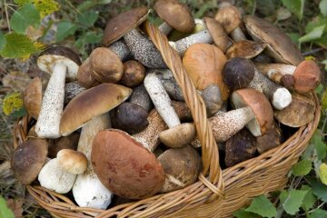 В Закарпатье собрали 150 кг грибов за три часа: это рекорд, появились фото
