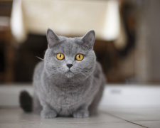 Эти семь фактов о кошках помогут вырастить хорошего домашнего питомца