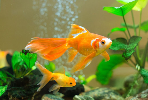 Биологи обнаружили необычную способность у аквариумных рыб: прямо как у людей