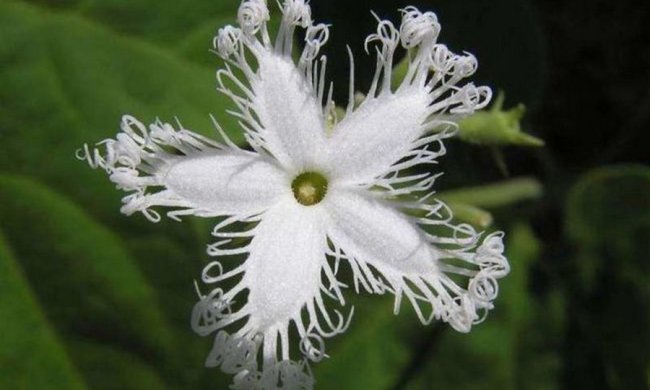 Ученые наткнулись на невероятные цветы в Чернобыле, уникальные фото