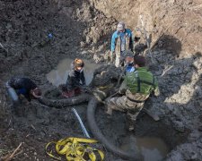 Украинская земля хранит много сюрпризов: археологи откопали древнейших животных Ледникового периода