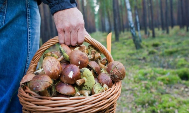 Сбор грибов