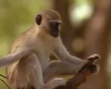 В сети появилось видео похищения обезьяной ребенка. Фото: скриншот Youtube