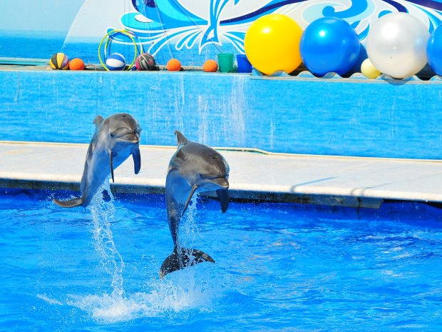 Дельфинарий, фото: КАТАРИНА тур