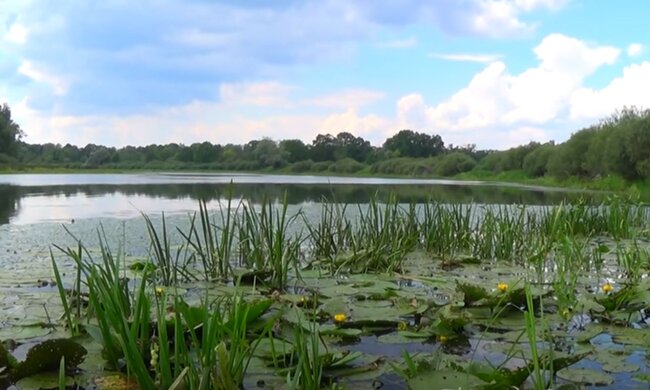 Природа. Фото: скріншот відео YouTube