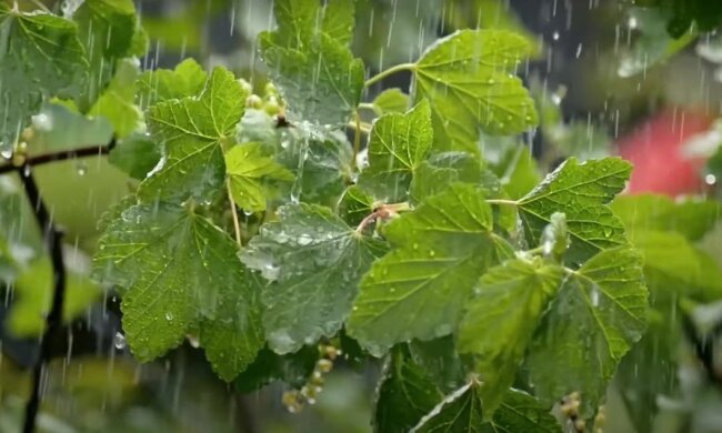 Дощ. Фото: YouTube, скрін