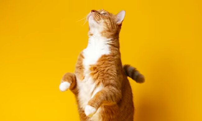 Кіт, кицька. Фото: YouTube