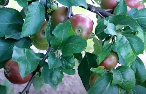 Щедрый урожай яблок, фото: youtube.com