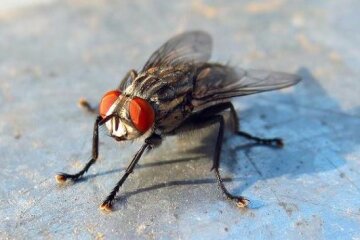 Комнатная муха. Фото: скриншот росСМИ.