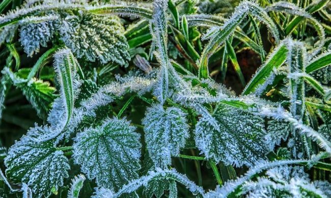 Изморозь. Фото: скриншот YouTube