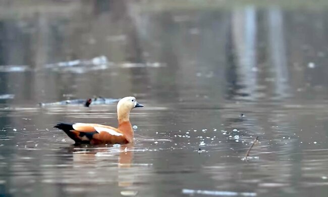 Синоптик Наталка Диденко рассказала о погоде на воскресенье, 23 марта. Фото: YouTube