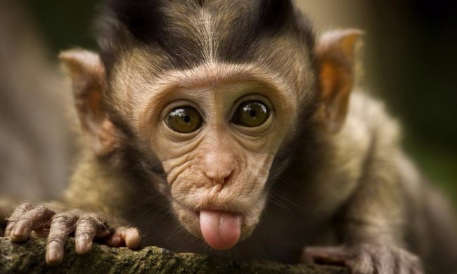Милая обезьянка шокировала туристов неприличным селфи. Снимки развеселили сеть