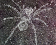 Археологи обнаружили пауков со светящимися глазами, которым 110 миллионов лет
