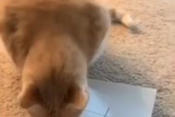 Чем заняться на карантине: поиграйте с котом в крестики-нолики, забавное видео насмешило сети. Видео