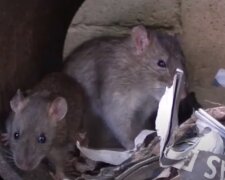 Крысы: Скриншот YouTube