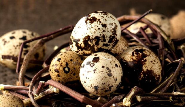 Перепелиные яйца. Фото: YouTube