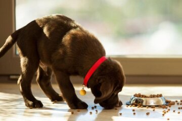 Домашние питомцы. Фото: facebook.com