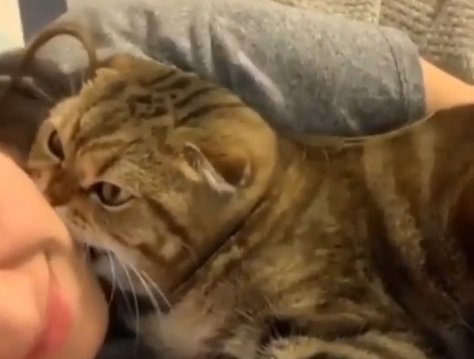 Кот. Фото: скриншот Instagram