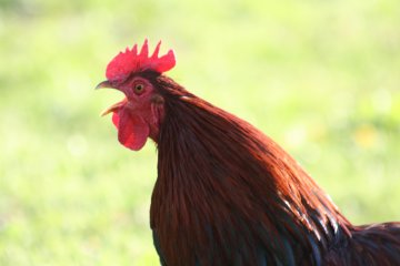 Суд Цюриха постановил петуху перестать кукарекать