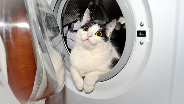 Котенок чуть не утонул в стиральной машине. Фото из открытых источников
