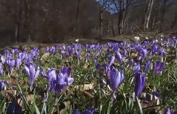 Перші весняні квіти. Фото: скріншот YouTube-відео