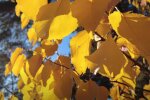Листья. Фото: скриншот YouTube-видео