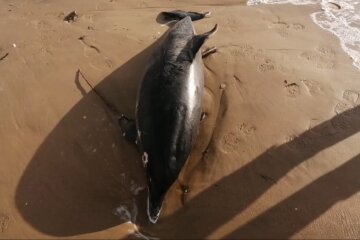 Дельфін.  Фото: скріншот YouTube-відео