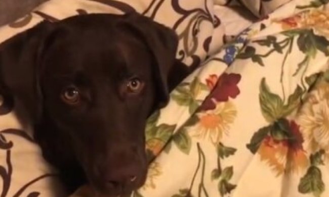 Собака. Фото: скриншот YouTube