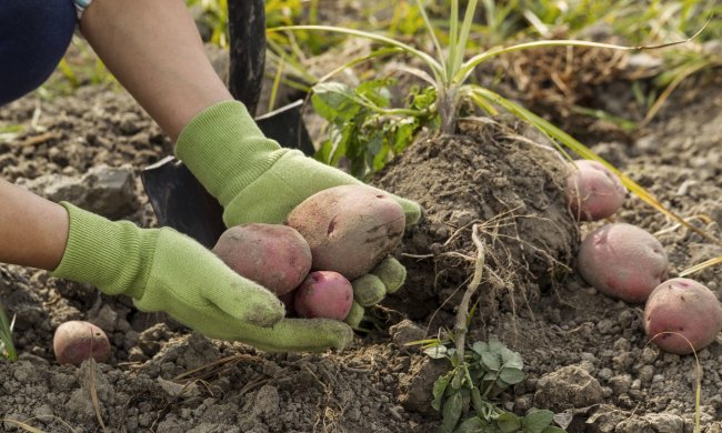 Какой там гламур - кушать всем охота: украинскую супер-звезду застукали на огороде, согнулась и копала картошку