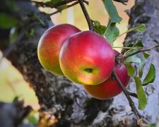 Яблуня. Фото: YouTube