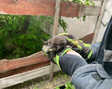 Спасатели освобождают котенка из бетонной ловушки в Кременчуге