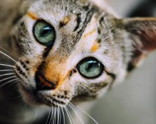 Кот. Фото: YouTube