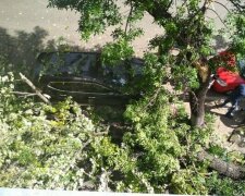 Заново родился: в Киеве дерево рухнуло на тротуар, мурашки по коже