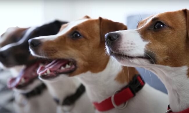 Собака. Фото: YouTube