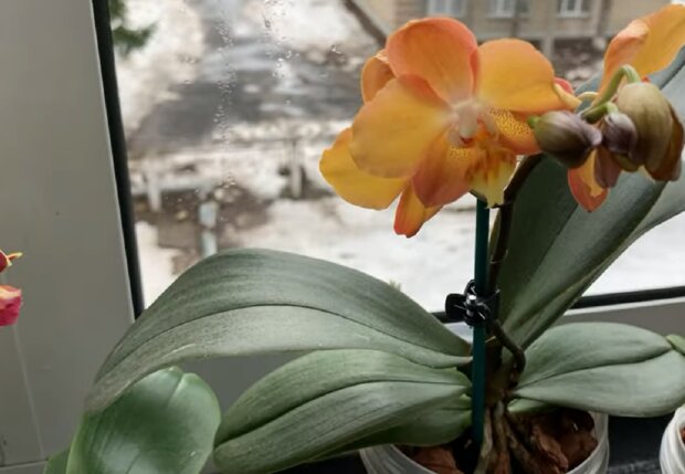 Почему орхидея сбрасывает цветы и бутоны? 6 возможных причин