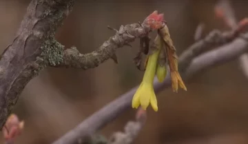 Глобальное потепление, фото - ТСН