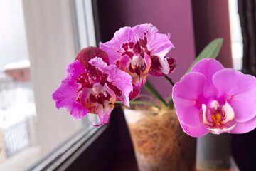 Орхидея. Фото: YouTube