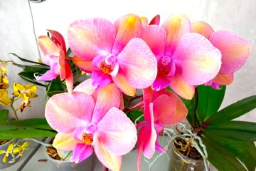 Орхідея. Фото: YouTube