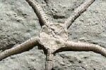 Древняя морская звезда. Фото: скриншот YouTube