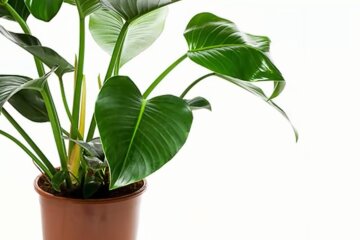 Комнатные растения. Фото: YouTube