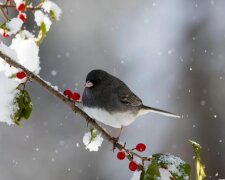 Погода в Україні, похолодання на весні, дощі, мороз. Фото: Telegram