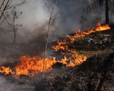 Масштабна лісова пожежа в зоні відчуження. Фото: ДСНС Київщини